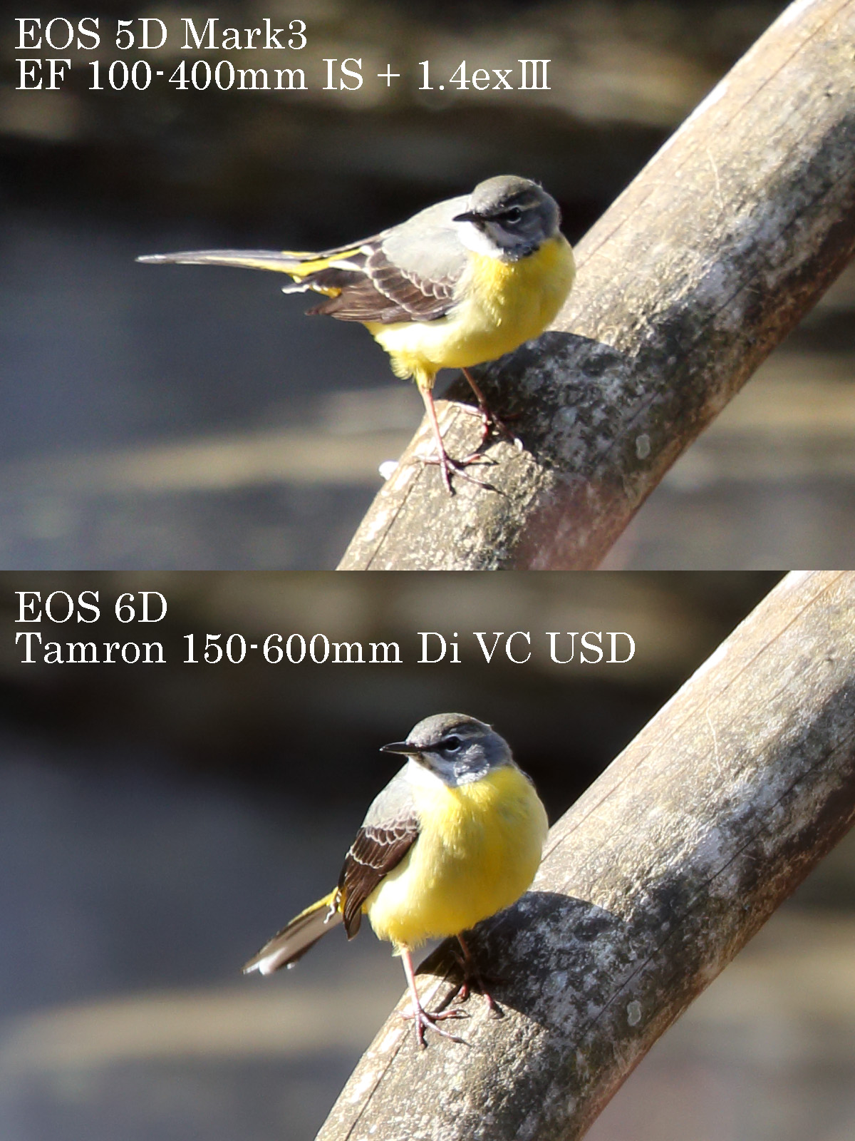 タムロン 150-600mm VS. キヤノン EF100-400mm IS　比較画像　キセキレイ