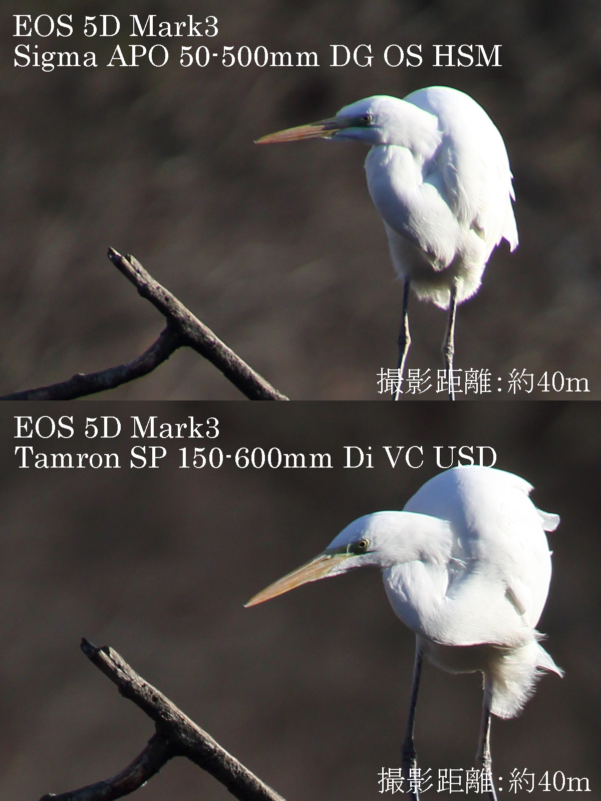 シグマ 50-500mm タムロン 150-600mm　比較画像　サギ