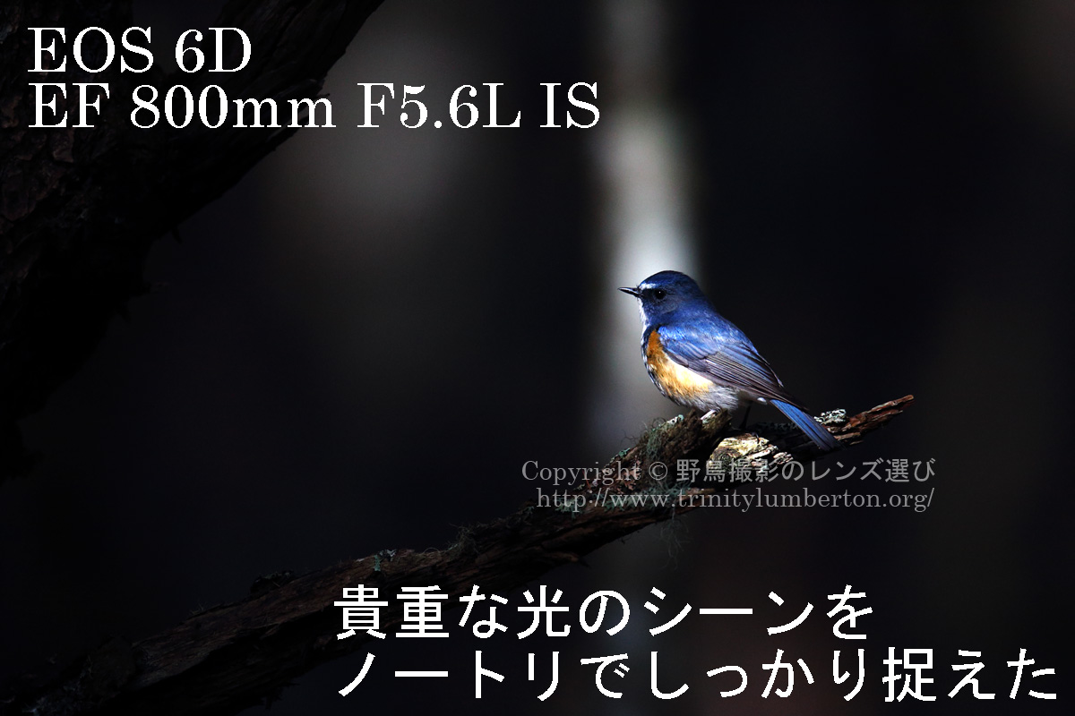 EOS6Dでの野鳥撮影